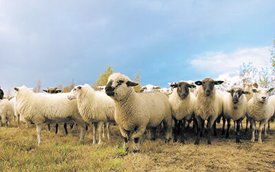 Najava stručnog skupa: Ekološko ovčarstvo i očuvanje Banovine